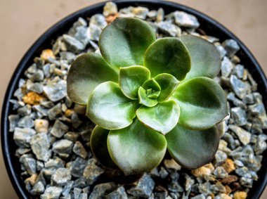 Echeveria Melaco 'nun taze yaprakları.