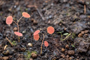 Kırmızı Kelebek Kanadı (Christia vespertilionis) fidanları çocuk odası tepsisinde.