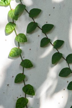 Beton duvara tırmanan Fig. Gölgede ve gün ışığında.