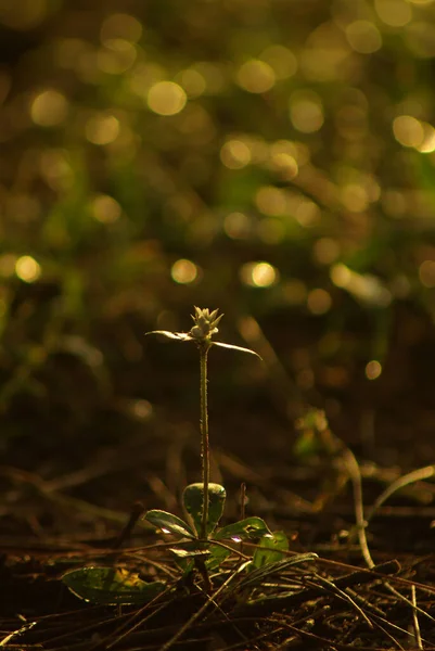 Pequeña Flor Maleza Luz Dorada Mañana — Foto de Stock