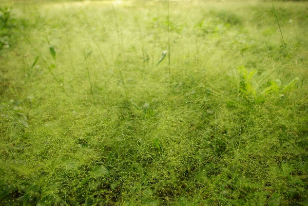 Cyrtococcum Patens Feld Goldlicht Morgen — Stockfoto