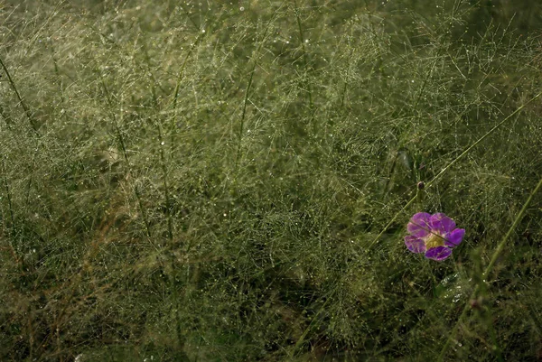 Uma Flor Rosa Asystasia Gangetica Campo Patens Cyrtococcum — Fotografia de Stock