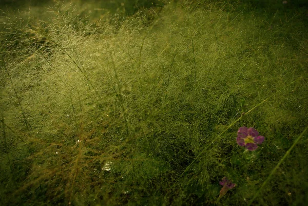 Μικρό Λουλούδι Ζιζανίων Στο Χρυσό Φως Πρωί — Φωτογραφία Αρχείου