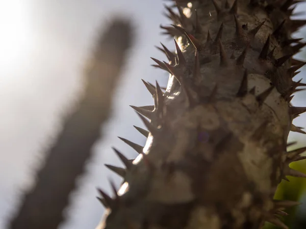 Madagáscar Palma Planta Deserto Spiky Luz Solar Dura Dia — Fotografia de Stock