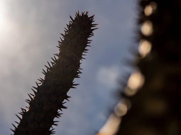 Мадагаскар Пальмовая Ветвь Колючей Пустыни Растение Твердом Солнечном Свете Дня — стоковое фото
