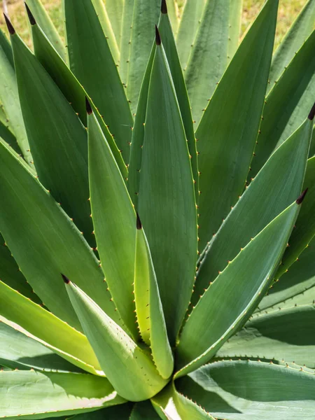 Agave sulu bitki, Agave yaprağı dikenli taze yapraklar üzerine beyaz balmumu kapatın