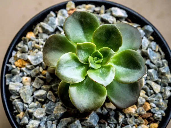 Succulent Növény Közelkép Frissesség Levelek Echeveria Melaco — Stock Fotó