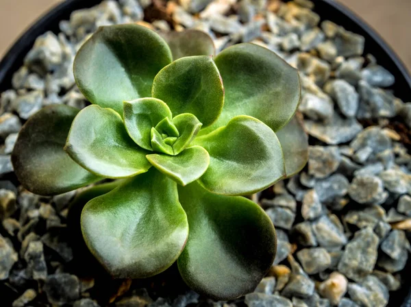 Sukkulente Pflanze Aus Nächster Nähe Frische Blätter Von Echeveria Melaco — Stockfoto