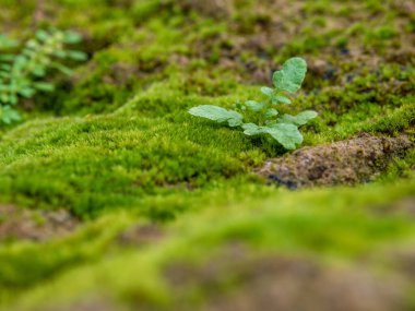Nemli taş zeminde yetişen taze yeşil yosunların yakın çekimi, seçici odaklanma.