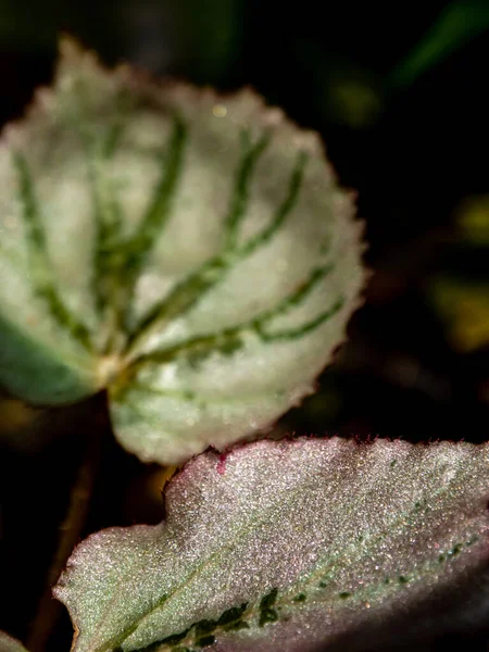 Funkelndes Silber Schimmert Auf Der Oberfläche Des Begoniablattes — Stockfoto