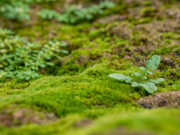 在潮湿的石板地板上生长的新鲜绿色苔藓的特写 有选择地聚焦 — 图库照片