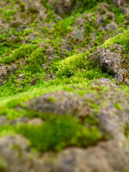 Close Freshness Green Moss Growing Covered Moist Stone Floor Selective — Stock Photo, Image