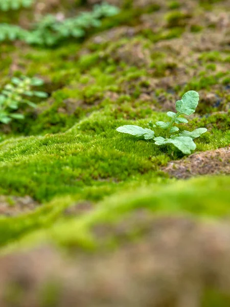 在潮湿的石板地板上生长的新鲜绿色苔藓的特写 有选择地聚焦 — 图库照片