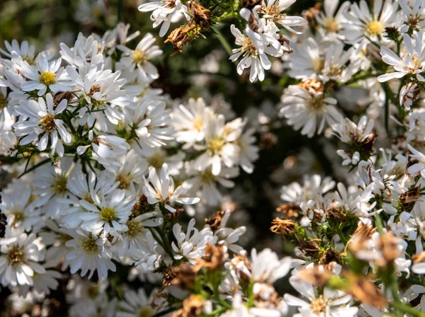 Pole Malých Bílých Květin Nichž Některé Uvadají — Stock fotografie