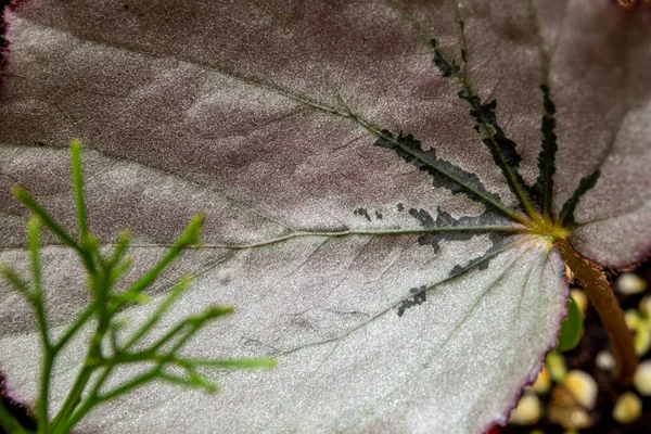 Sparkling Zilver Glans Het Oppervlak Van Begonia Blad — Stockfoto