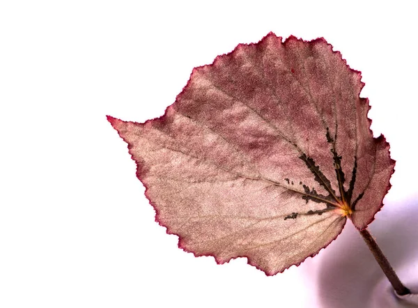 Funkelndes Silber Schimmert Auf Der Oberfläche Des Begoniablattes — Stockfoto