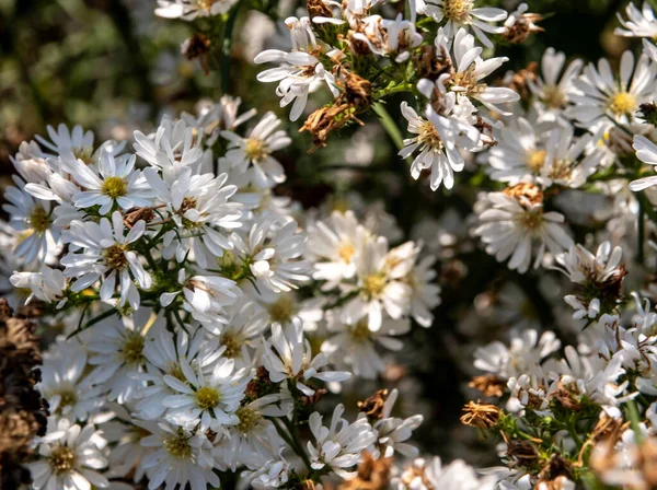 Pole Malých Bílých Květin Nichž Některé Uvadají — Stock fotografie