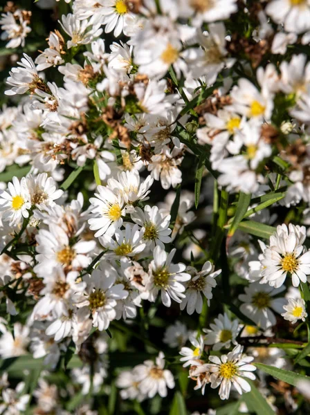 Поле Маленьких Білих Квітів Деякі Яких Сушать — стокове фото
