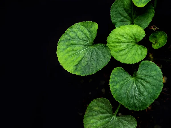 Hojas Verdes Planta Viola Sobre Fondo Negro —  Fotos de Stock