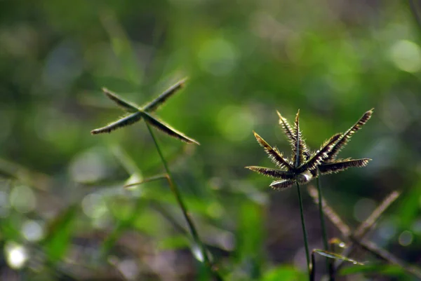 Das Crowfoot Gras Unkrautfeld Morgenlicht — Stockfoto