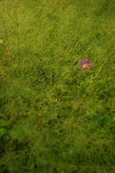 Ένα Ροζ Λουλούδι Της Asistasia Gangetica Στο Πεδίο Cyrtococcum Patens — Φωτογραφία Αρχείου