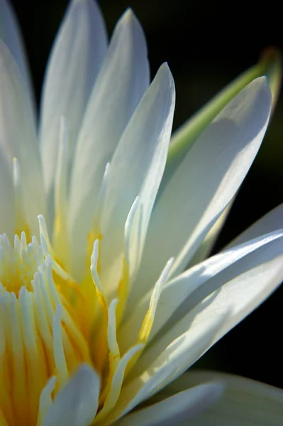 White Petal Yellow Pollen Water Lily —  Fotos de Stock