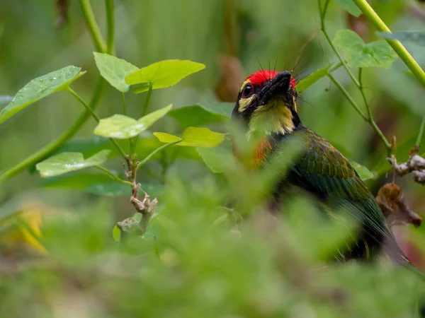 The Coppersmith barbet bird in the garden