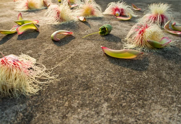 Flower Tummy Wood Fall Ground — Stock Photo, Image