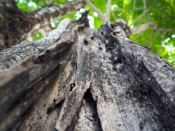 Risse Kerben Abschürfungen Der Oberfläche Großer Bäume Hintergrund Die Blätter — Stockfoto