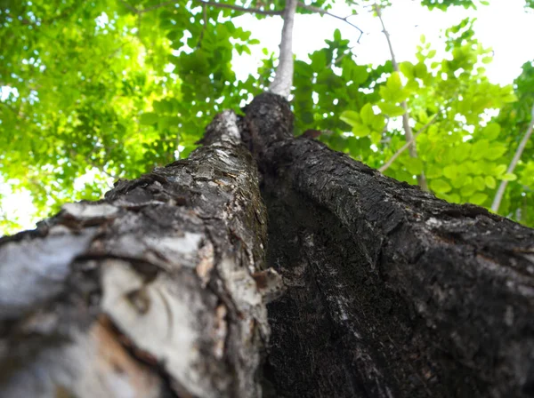 Ρωγμές Εγκοπές Εκδορές Στην Επιφάνεια Μεγάλων Δέντρων Στο Βάθος Που — Φωτογραφία Αρχείου