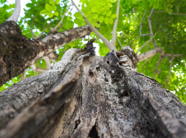 Pęknięcia Nacięcia Otarcia Powierzchni Dużych Drzew Tle Które Jest Liśćmi — Zdjęcie stockowe