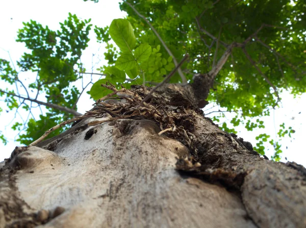 Cracks Notches Abrasions Surface Large Trees Background Leaves Other Trees — Stock Photo, Image