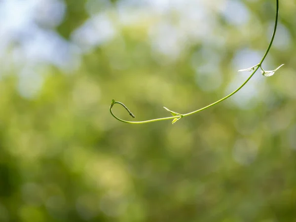 Συμβουλή Του Cowslip Αναρριχητικό Αμπέλου Στη Φύση Bokeh Φόντο — Φωτογραφία Αρχείου