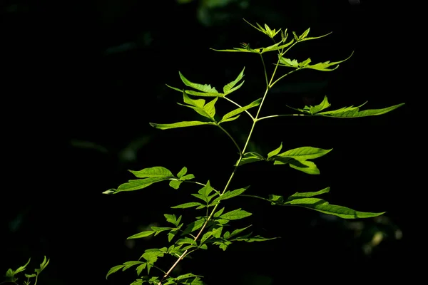 Φύλλα Κινεζικής Chastetree Vitex Negundo Στο Φως Στον Κήπο — Φωτογραφία Αρχείου