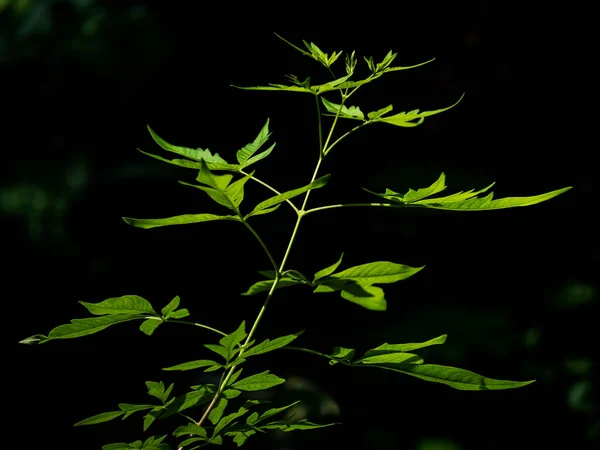 Leaves Chinese Chastetree Vitex Negundo Light Garden — Stock Photo, Image