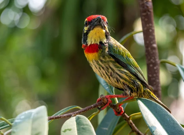 The Coppersmith barbet bird in the garden