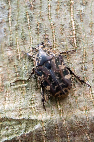 Peludo Chafer Escaravelho Rastejar Tronco Árvore — Fotografia de Stock