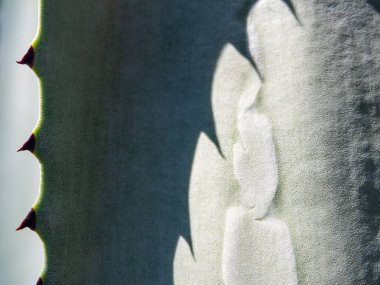 Agave sulu bitki, Agave yaprağı dikenli taze yapraklar üzerine beyaz balmumu kapatın