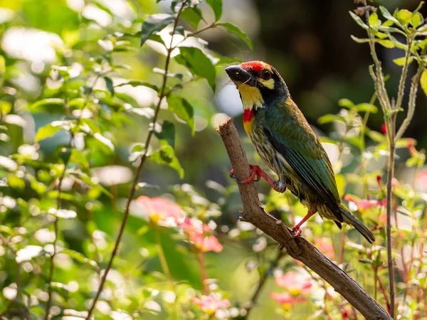 Pájaro Barbudo Coppersmith Jardín — Foto de Stock