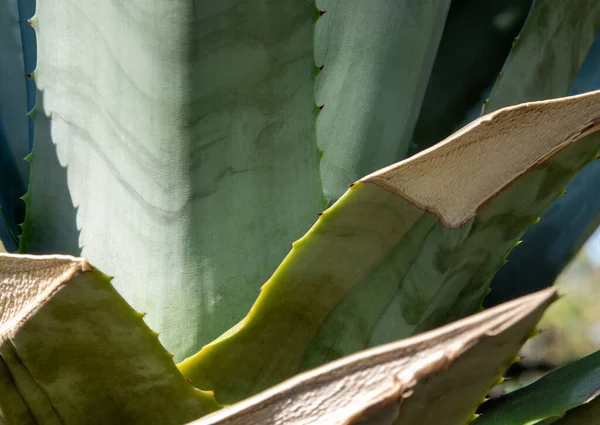 Agave Planta Suculenta Cerca Cera Blanca Hojas Frescura Con Espina — Foto de Stock
