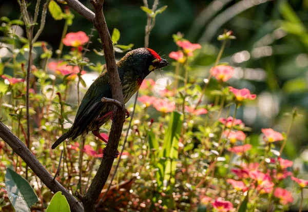 The Coppersmith barbet bird in the garden