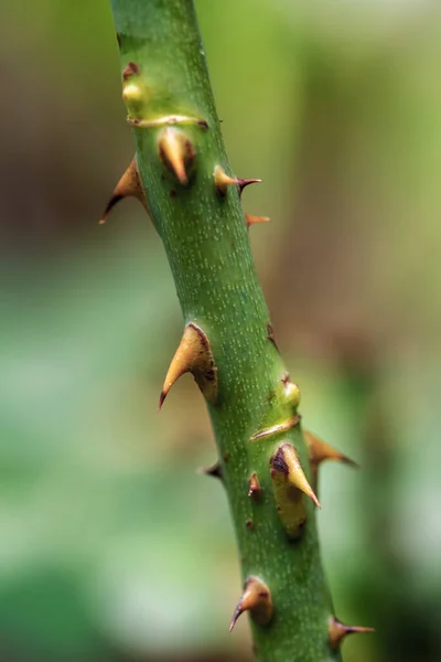 Sharp Thorns Branches Rose Tree — Stock Photo, Image