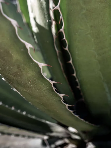 Pianta Succulenta Agave Vicino Cera Bianca Foglie Freschezza Con Spina — Foto Stock