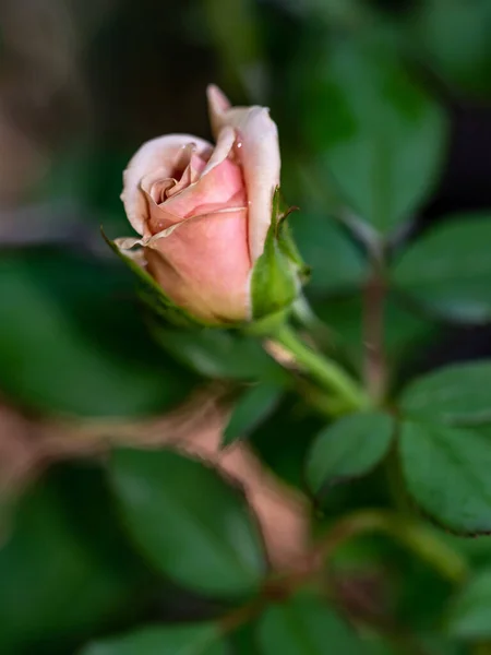 Τριαντάφυλλα Αρχίζουν Ανθίζουν Πέταλα Σιγά Σιγά Ανθίζουν — Φωτογραφία Αρχείου