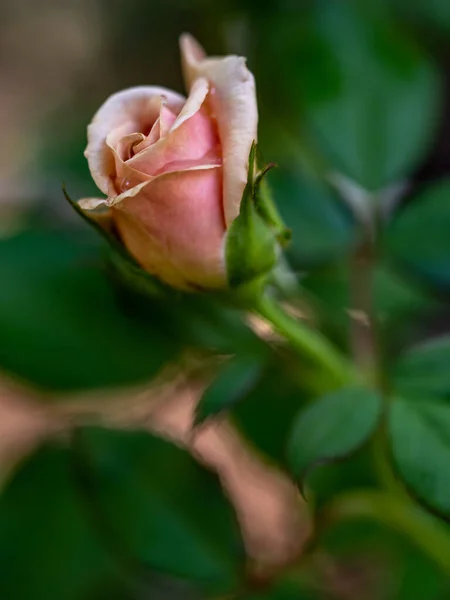 Las Rosas Comienzan Florecer Los Pétalos Lentamente Florecen —  Fotos de Stock