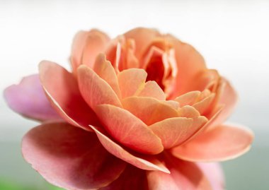 Shape and colors of Distant drums roses that bloom in Tropical climates