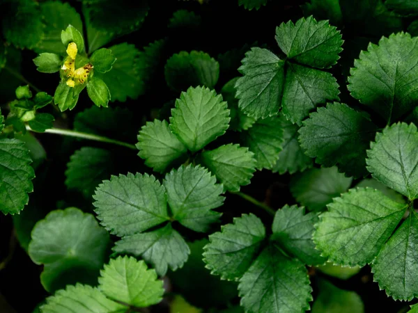 Planta Fresa Simulada Para Cubierta Del Suelo Jardín —  Fotos de Stock