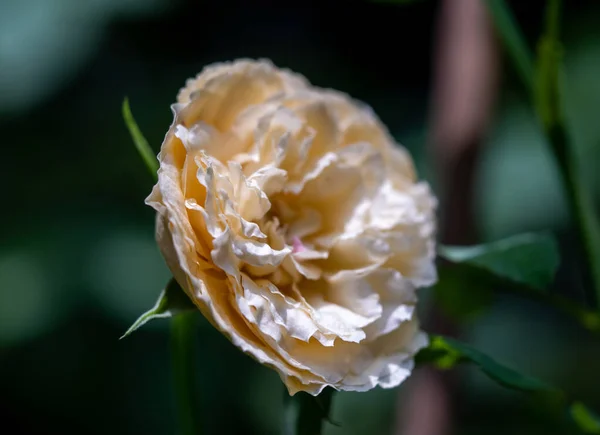 างและส ของดอกก หลาบ Fugetsu บานสะพร งในภ อากาศเขตร — ภาพถ่ายสต็อก