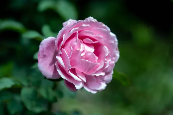 Close Delicate Soeur Emmanuelle Rose Petals Nature Background —  Fotos de Stock