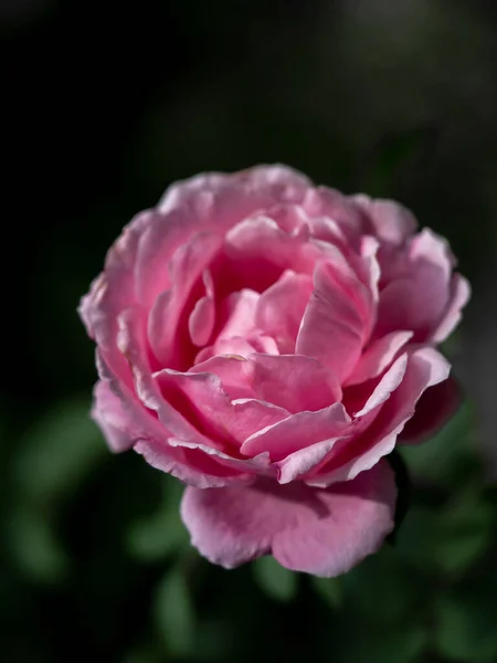 Shape Colors Soeur Emmanuelle Rose Bloom Tropical Climates — ストック写真